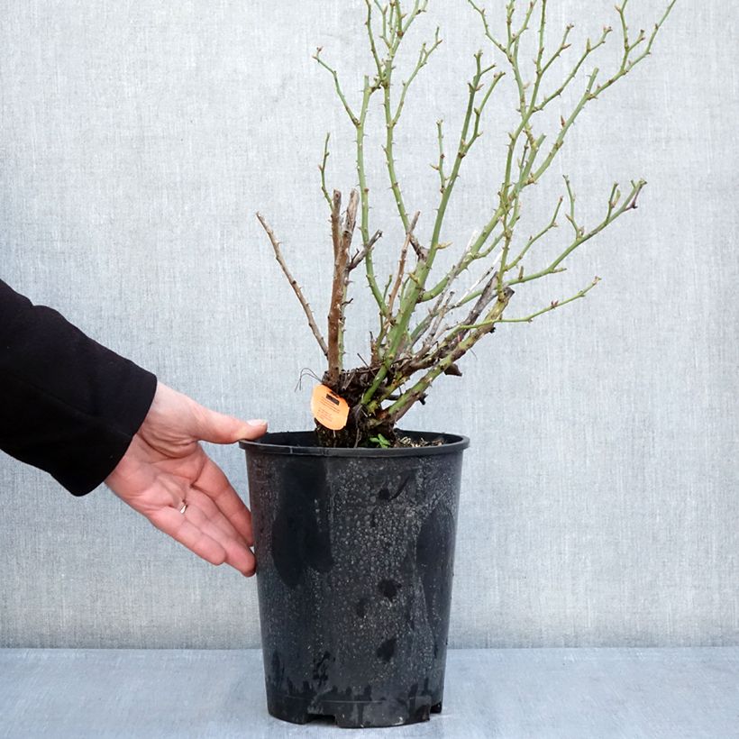 Rosa Belle Symphonie - Rose miniatura Vaso da 4L/5L esemplare consegnato in inverno