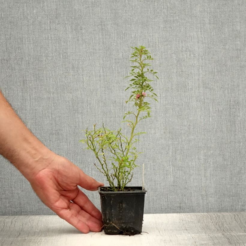 Esemplare di Rosa tappezzante Cutie Pie Vasetto da 8/9 cm consegnato in estate