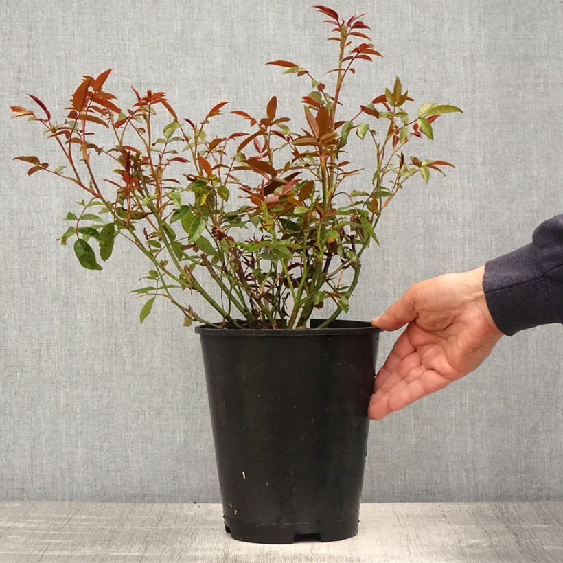 Rosa tappezzante Orange Morsdag Vaso da 3L/4L esemplare consegnato in primavera