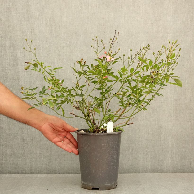 Esemplare di Rosa moscata Ma Fille Sara - Rosa tappezzante Vaso da 4L/5L consegnato in estate