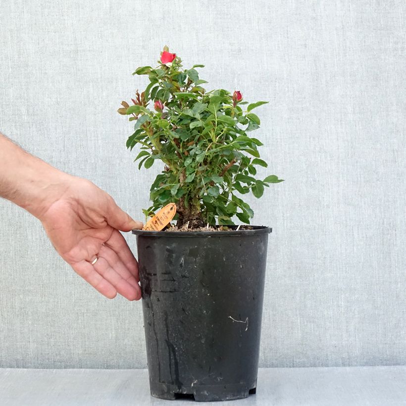 Esemplare di Rosa Tilt Symphonie - Rose miniatura Vaso da 4L/5L consegnato in estate