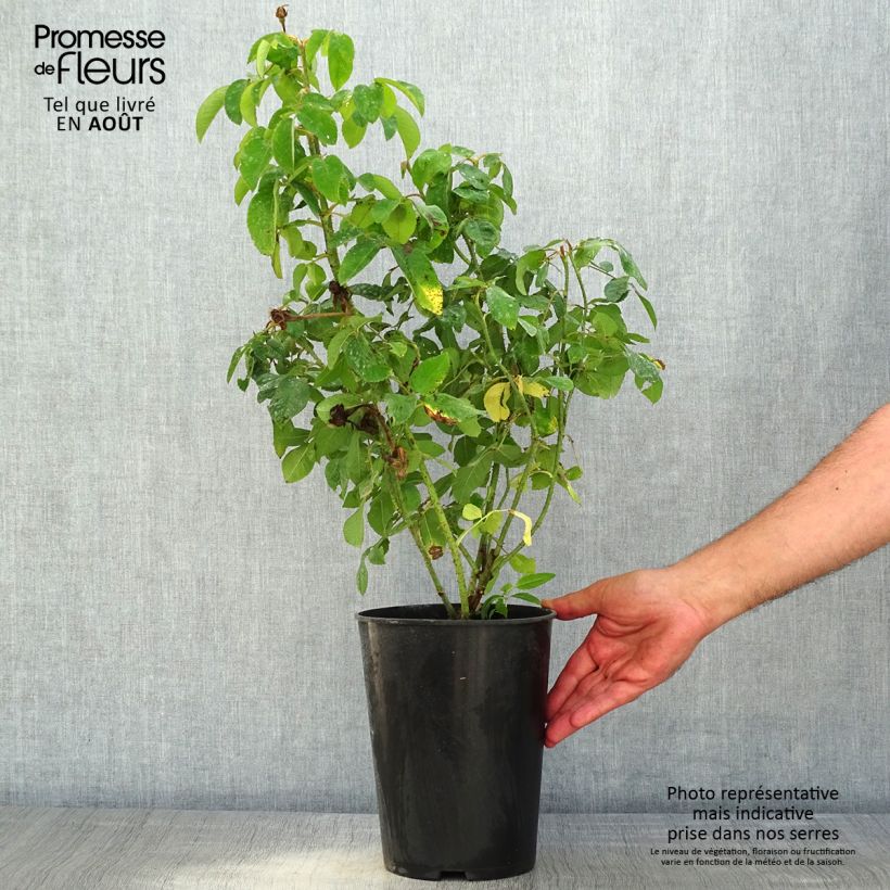 Esemplare di Rosa antica Mme Boll Vaso da 4L/5L consegnato in estate