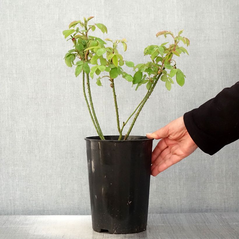 Rosa antica Mme Boll Vaso da 4L/5L esemplare consegnato in primavera