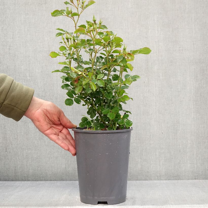 Rosa tappezzante Aria Babylon Eyes Vaso da 4L/5L esemplare consegnato in primavera