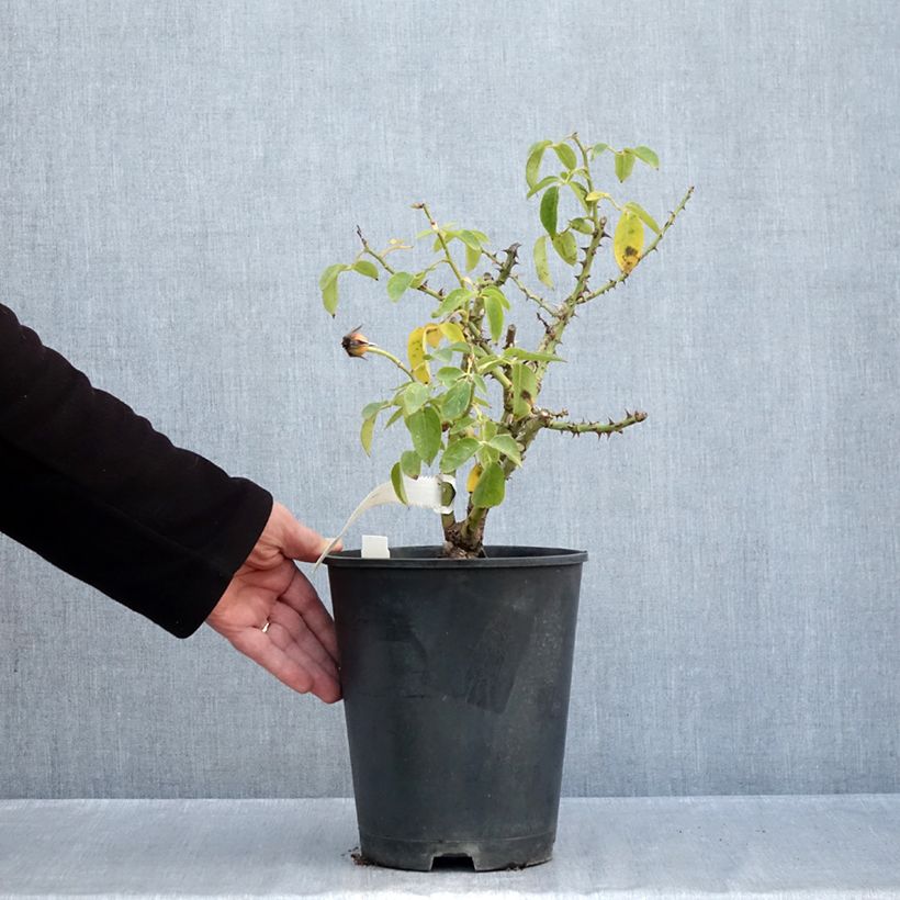Esemplare di Rosa tappezzante Bordure d'Or 'Delbojaun' Vaso da 3L/4L come consegnato in autunno