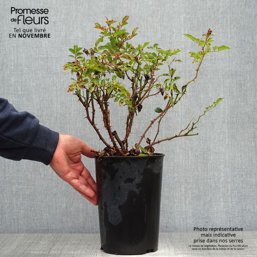 Esemplare di Rosa tappezzante Fancy Babylon Eyes Vaso da 4L/5L come consegnato in autunno