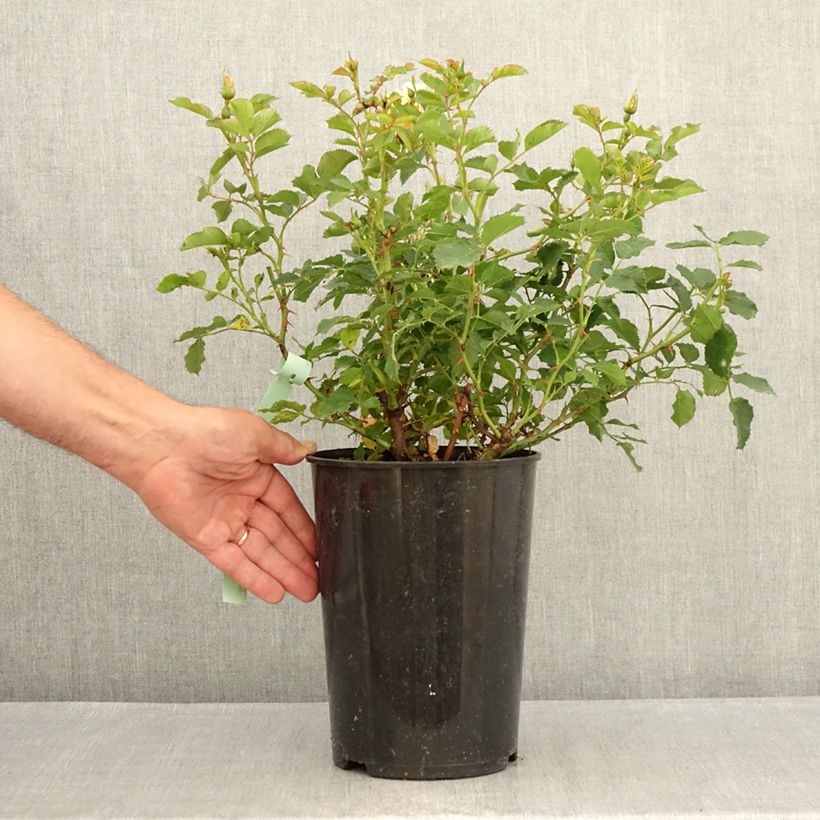 Esemplare di Rosa tappezzante Fancy Babylon Eyes Vaso da 4L/5L consegnato in estate