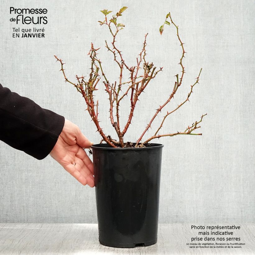 Rosa tappezzante Fancy Babylon Eyes Vaso da 4L/5L esemplare consegnato in inverno