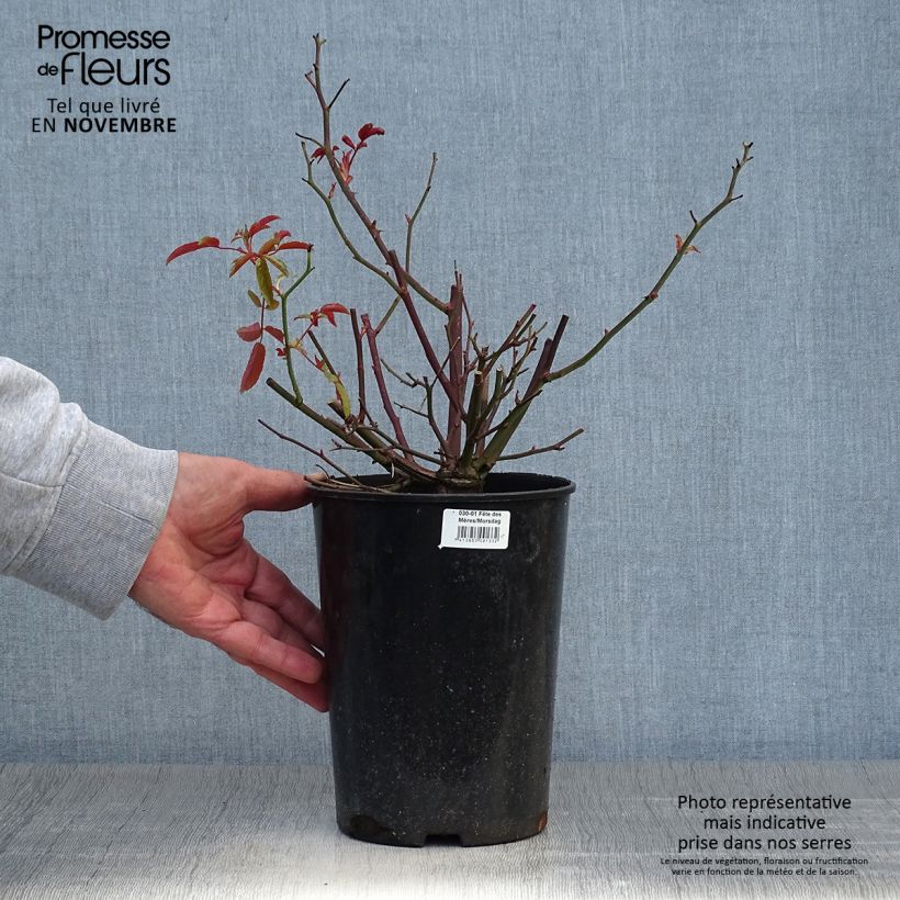 Esemplare di Rosa tappezzante Rood Moorsdag Vaso da 3L/4L come consegnato in autunno