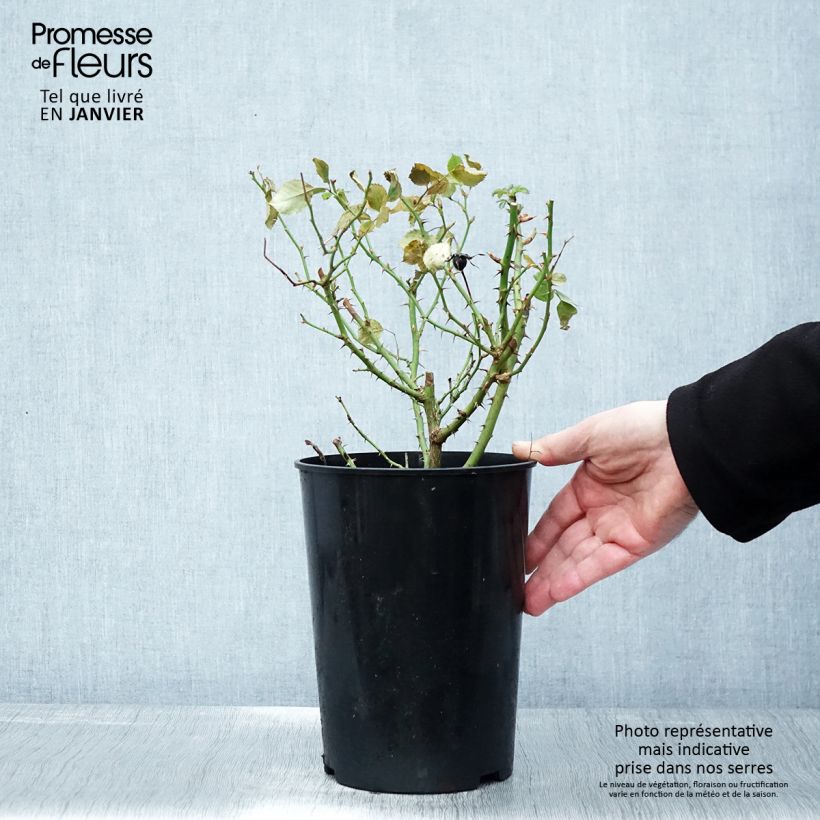 Rosa tappezzante Glorious Babylon Eyes Vaso da 4L/5L esemplare consegnato in inverno