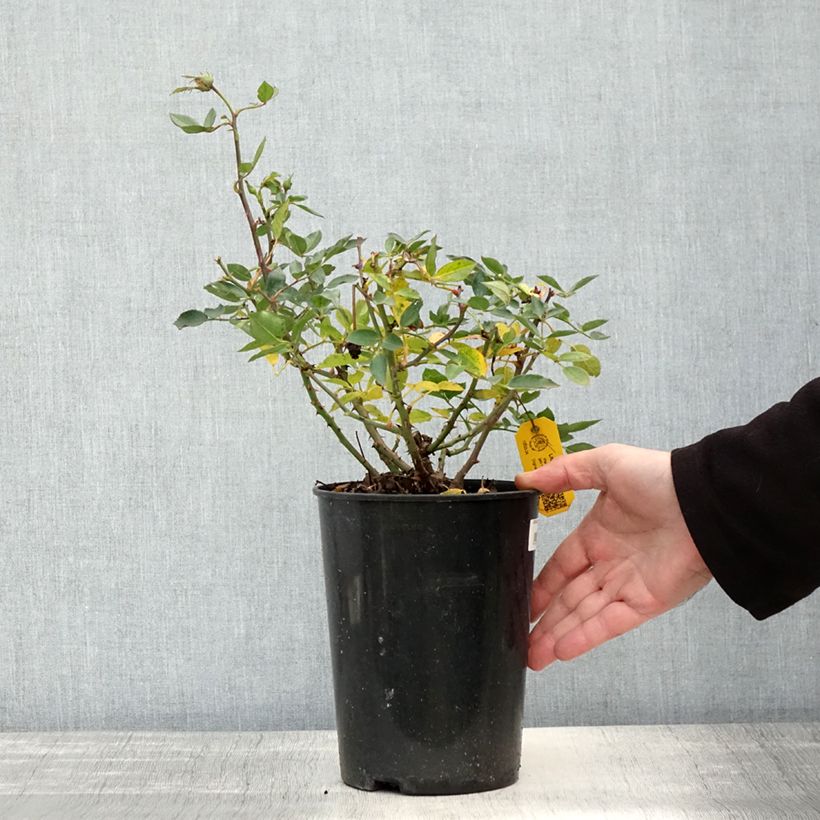 Esemplare di Rosa tappezzante Lilliputs Little Sunset Vaso da 3L/4L come consegnato in autunno