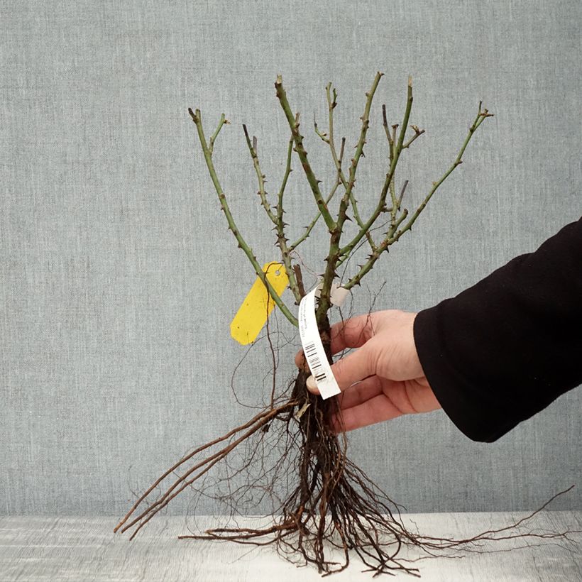 Rosa tappezzante Lilliputs Little Sunset Piante piccole a radice nuda esemplare consegnato in inverno