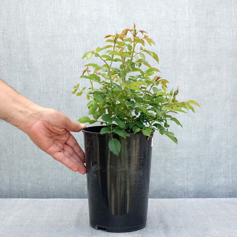 Esemplare di Rosa tappezzante Maestro Babylon Eyes Vaso da 4L/5L consegnato in estate