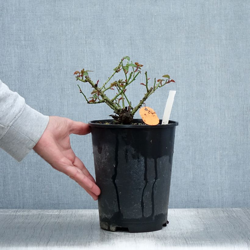 Esemplare di Rosa tappezzante Meillandina Lavender Vaso da 4L/5L come consegnato in autunno