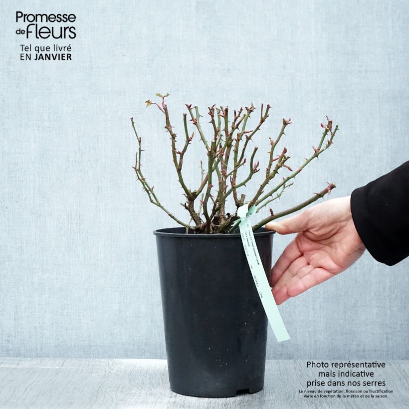 Rosa tappezzante Sweet Babylon Eyes Vaso da 4L/5L esemplare consegnato in inverno