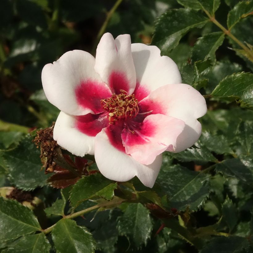 Rosa tappezzante Sweet Babylon Eyes (Fioritura)