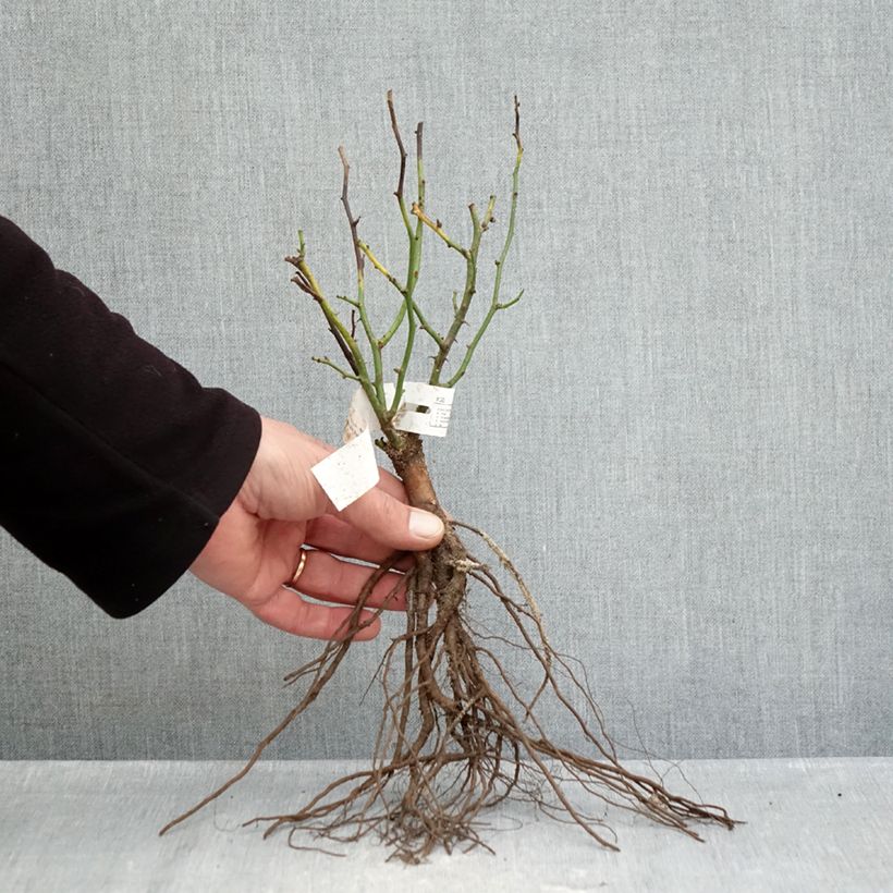 Rosa tappezzante Rosier nain Sweet Dream Piante piccole a radice nuda esemplare consegnato in inverno