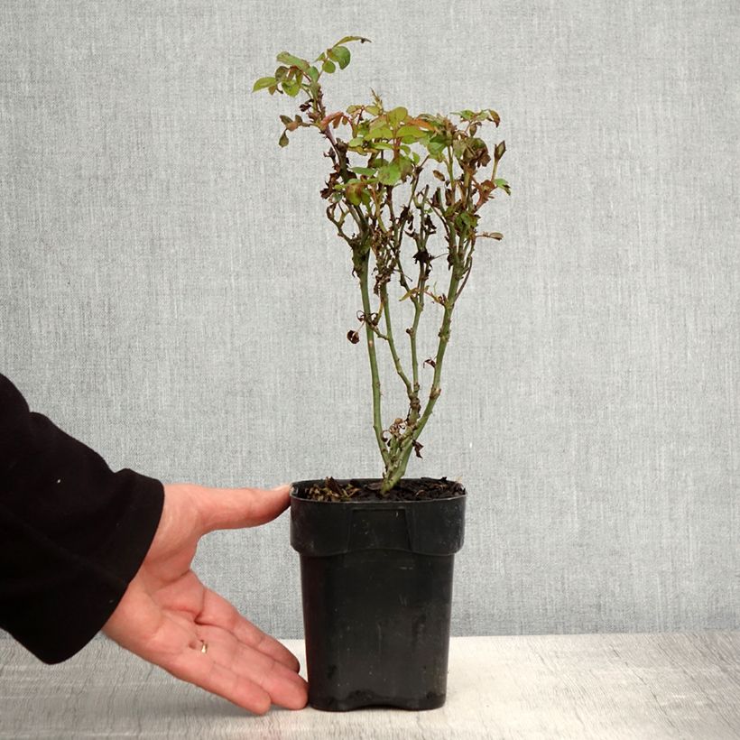 Rosa tappezzante Zepeti Meibenbino Vaso da Ø 10 cm/11 cm esemplare consegnato in primavera