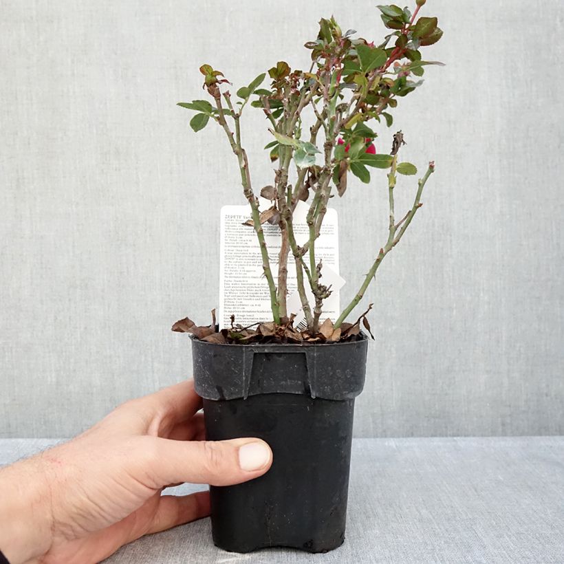 Esemplare di Rosa tappezzante Zepeti Meibenbino Vaso da Ø 10 cm/11 cm come consegnato in autunno