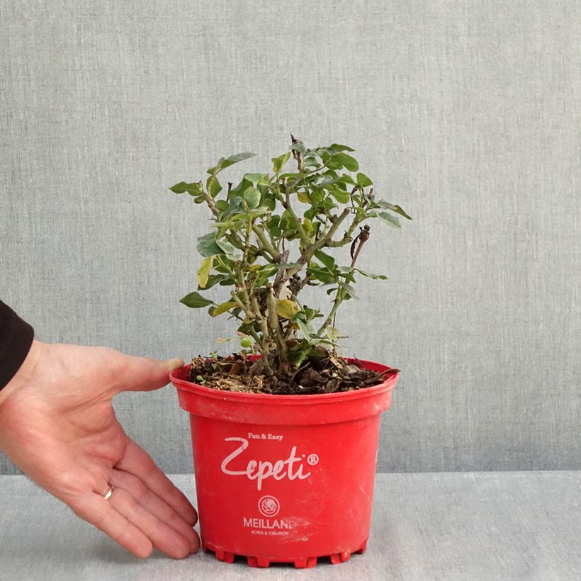 Esemplare di Zucchina gialle sacchetto di 15 semi circa come consegnato in autunno