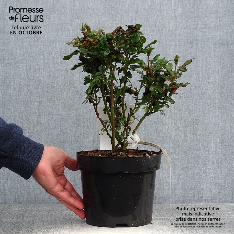 Esemplare di Rosa tappezzante Zepeti Meibenbino Vaso da 3L/4L come consegnato in autunno