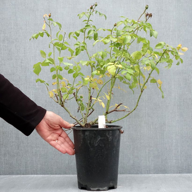 Esemplare di Rosa polyantha Nectar Garden Escimo Vaso da 4L/5L come consegnato in autunno
