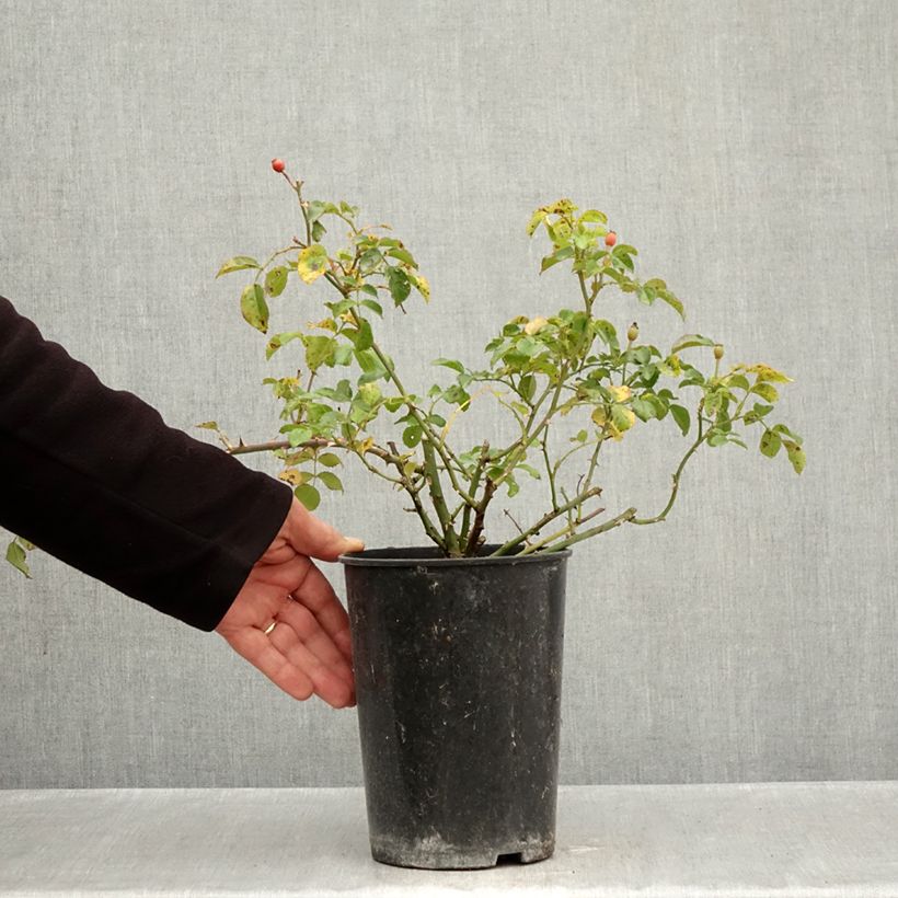 Esemplare di Rosa polyantha Nectar Garden Lilliput Lupo Vaso da 3L/4L come consegnato in autunno