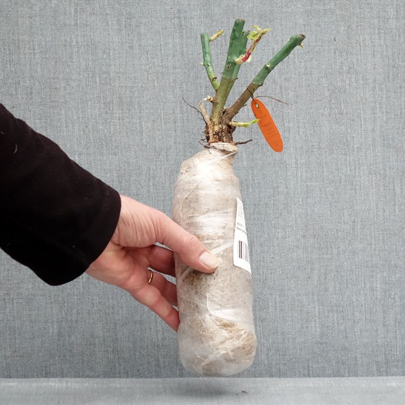 Rosa polyantha Nectar Garden Lilliput Lupo Zolla a radice nuda esemplare consegnato in inverno