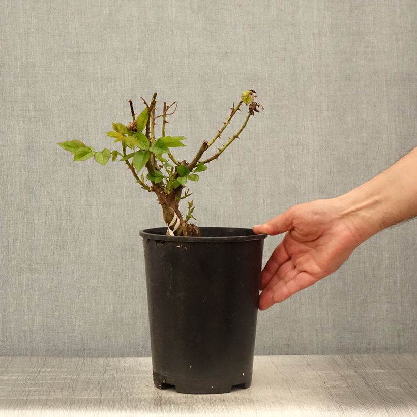 Rosa PARFUMA Madame Anisette - Rose ibrida di tea Vaso da 4L/5L esemplare consegnato in primavera