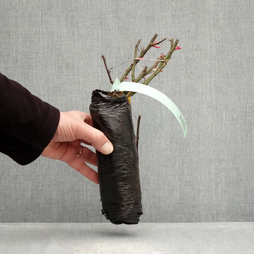 Rosa PATIO ROSE Impala KORsternfue - Rose ibrida di tea Zolla a radice nuda esemplare consegnato in inverno