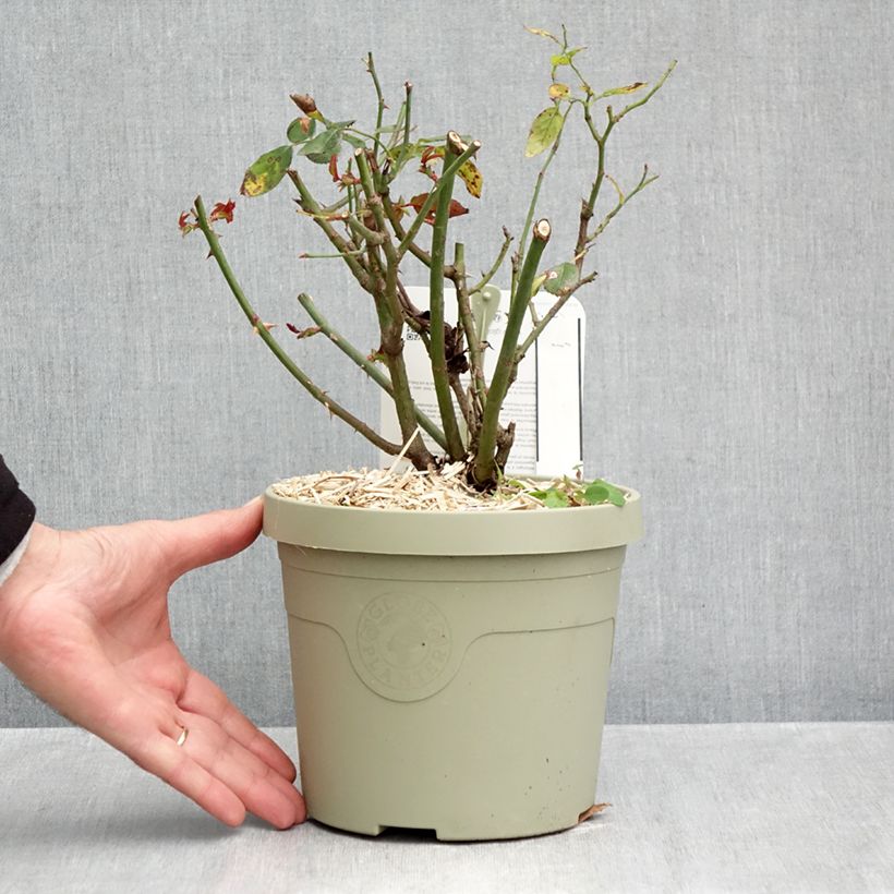 Esemplare di Rosa polyantha PATIO ROSE Milano Vaso da 1,5L/2L come consegnato in autunno