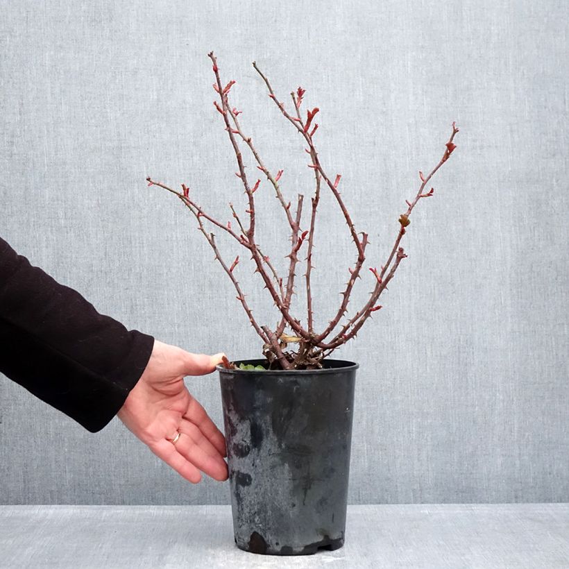 Rosa polyantha PATIO ROSE Xenia Korpinka Vaso da 3L/4L esemplare consegnato in inverno