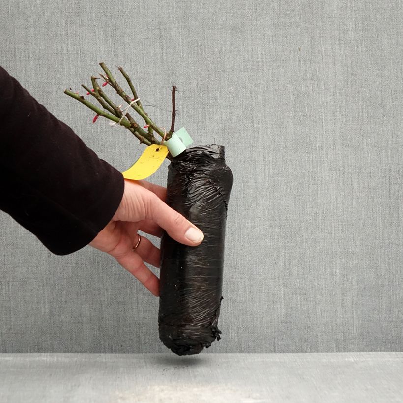 Rosa polyantha PATIO ROSE Xenia Korpinka Zolla a radice nuda esemplare consegnato in inverno