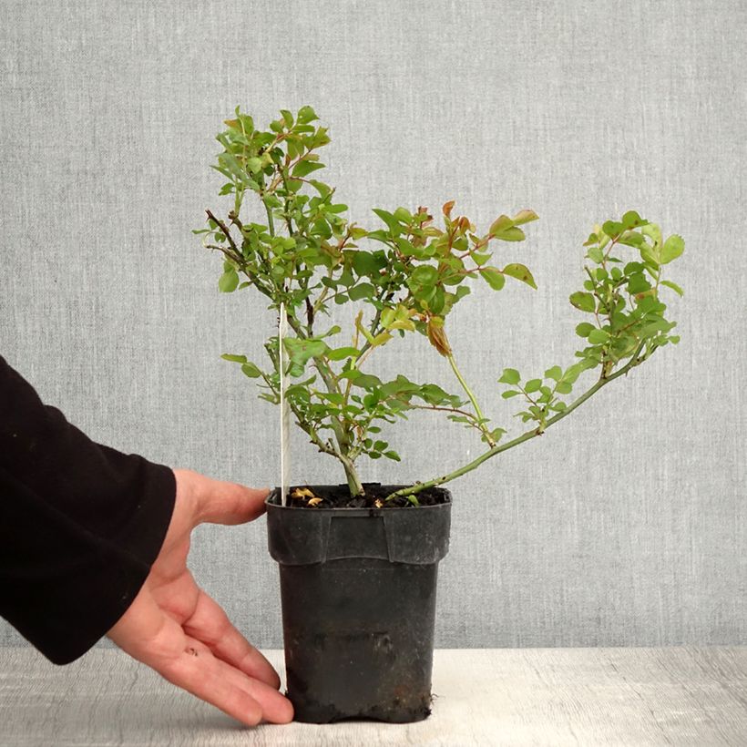 Rosa polyantha Les Quatre Saisons Vaso da Ø 10 cm/11 cm esemplare consegnato in primavera