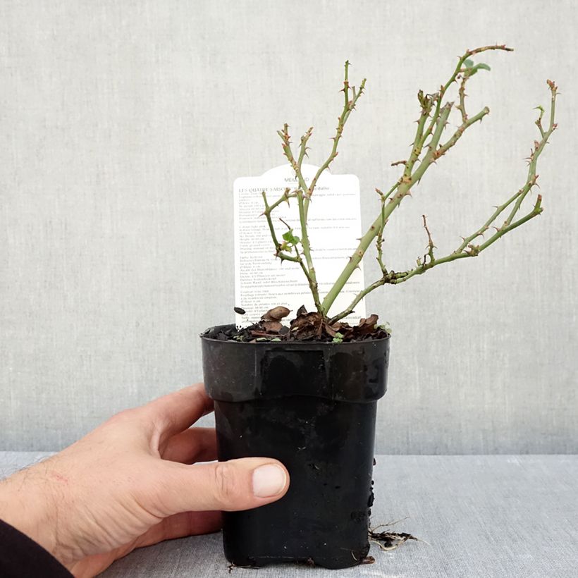 Esemplare di Rosa polyantha Les Quatre Saisons Vaso da Ø 10 cm/11 cm come consegnato in autunno