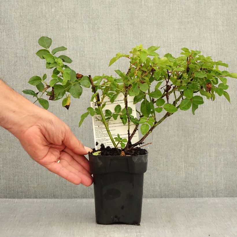 Esemplare di Rosa polyantha Les Quatre Saisons Vaso da Ø 10 cm/11 cm consegnato in estate