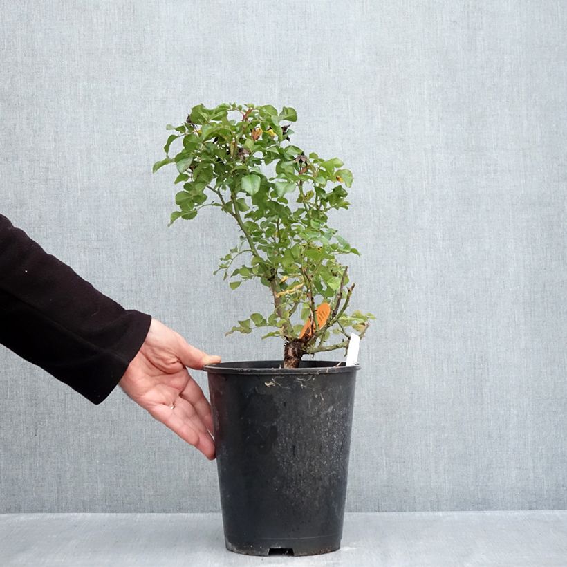 Esemplare di Rosa polyantha Les Quatre Saisons Vaso da 4L/5L come consegnato in autunno