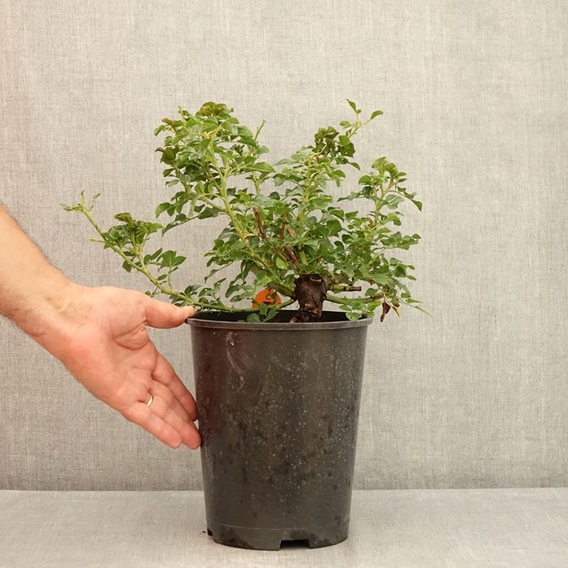 Esemplare di Rosa polyantha Les Quatre Saisons Vaso da 4L/5L consegnato in estate