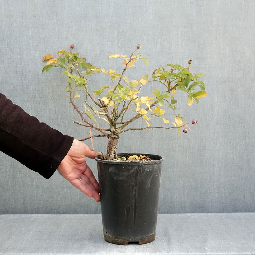 Esemplare di Rosa tappezzante Hello Vaso da 4L/5L come consegnato in autunno