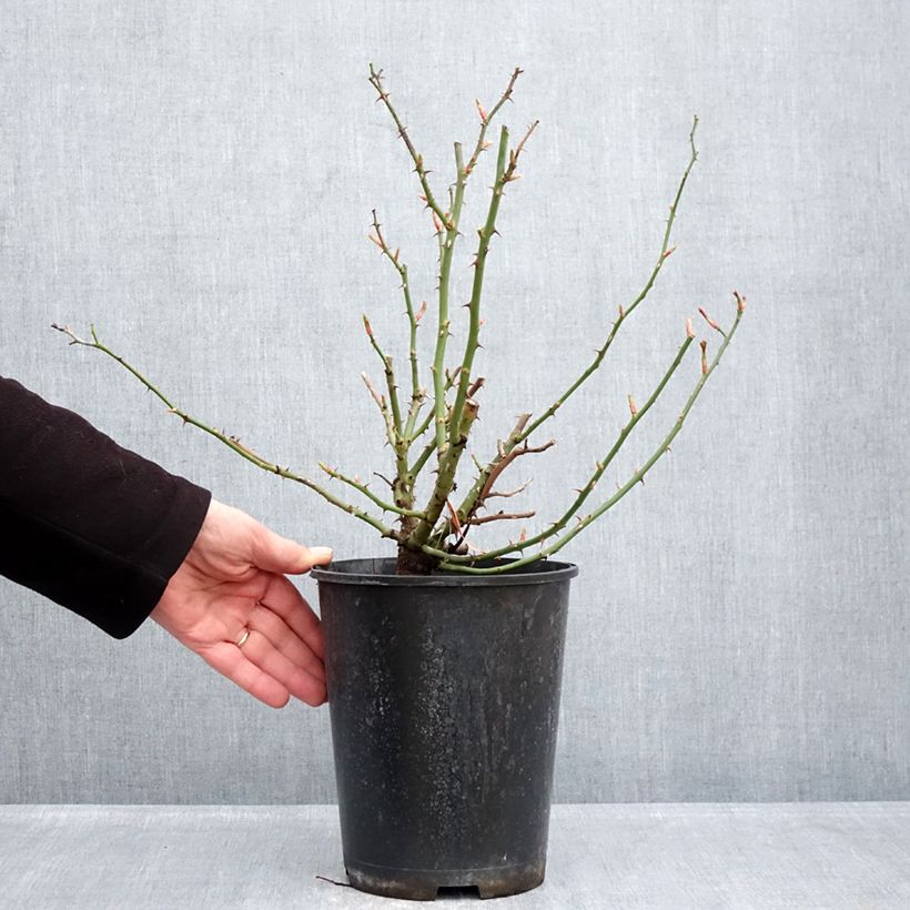 Rosa tappezzante Hello Vaso da 4L/5L esemplare consegnato in inverno