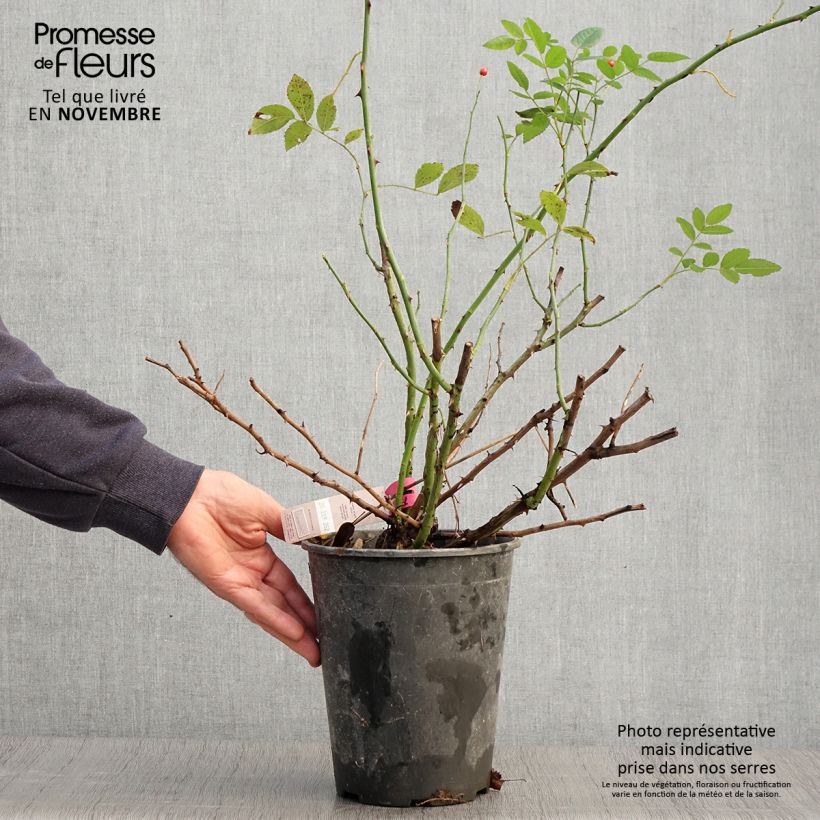 Esemplare di Rosa Rosanatura Bicolore - Rosa paesaggisticha Vaso da 2L/3L come consegnato in autunno