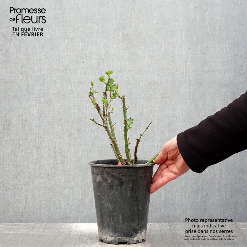 Rosa Rosanatura Bicolore - Rosa paesaggisticha Vaso da 2L/3L esemplare consegnato in inverno