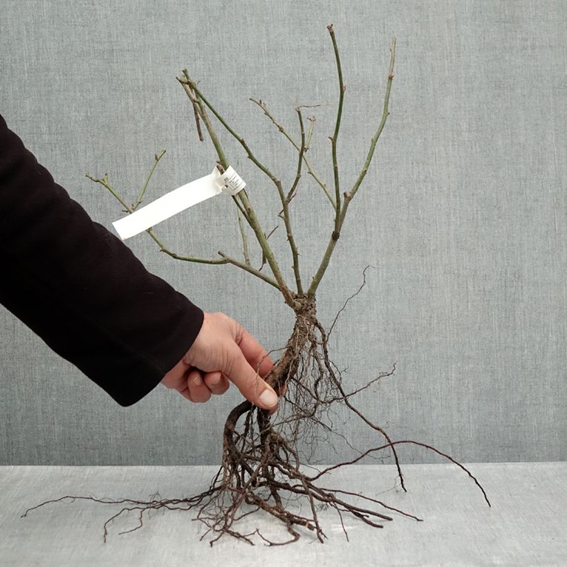 Rosa Street Colors Belle de Grasse 'Meibelitz' Piante piccole a radice nuda esemplare consegnato in inverno