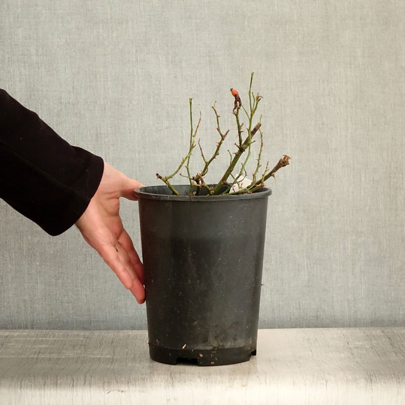 Rosa Street Colors Champs Elysées 'Meiplumty' Vaso da 2L/3L esemplare consegnato in inverno