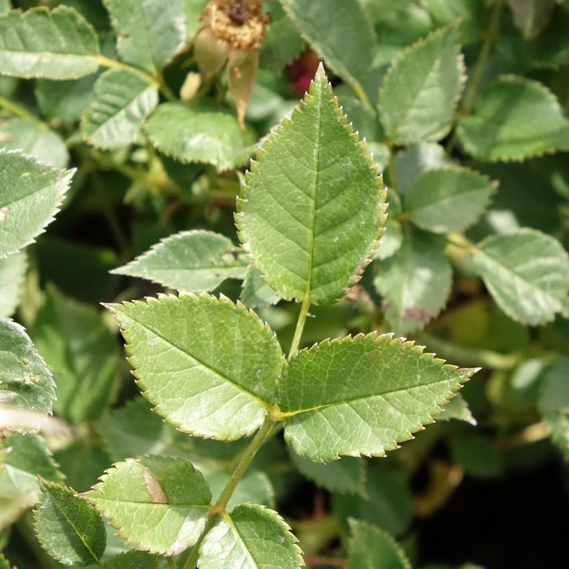 Rosa Street Colors Jolie Provence 'Meilegase' (Fogliame)