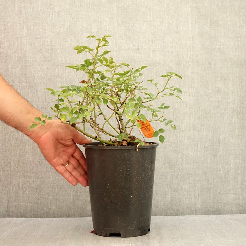 Esemplare di Rosa Street Colors Jolie Provence 'Meilegase' Vaso da 4L/5L consegnato in estate