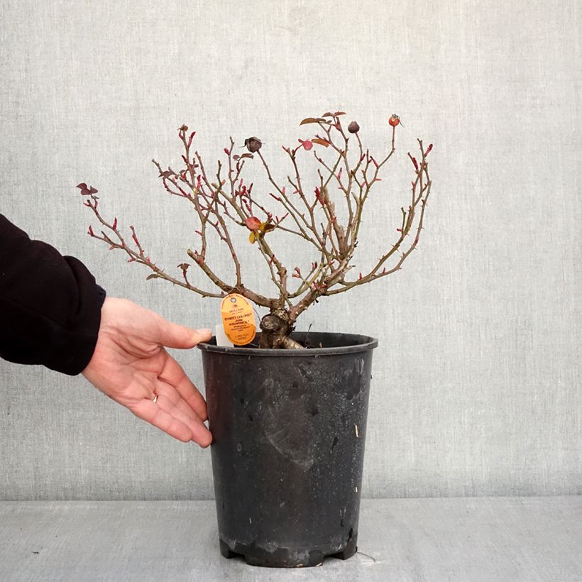 Rosa Street Colors Jolie Provence 'Meilegase' Vaso da 4L/5L esemplare consegnato in inverno