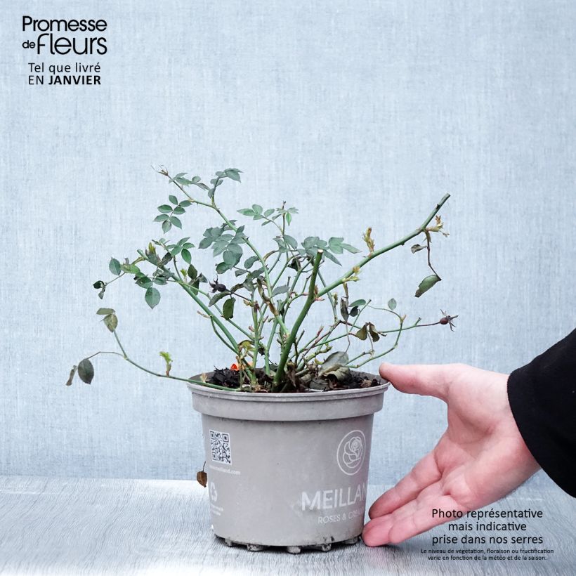 Rosa Street Colors La Grande Motte Meimeigea Vaso da 2L/3L esemplare consegnato in inverno