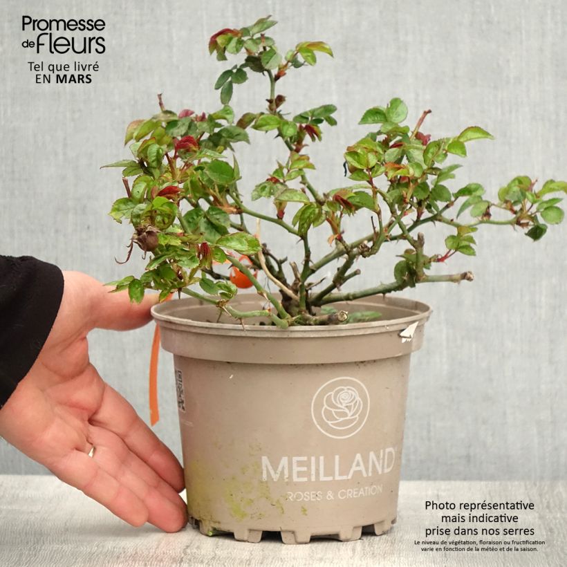 Rosa Street Colors Moulin Rouge Meitralight Vaso da 4L/5L esemplare consegnato in primavera