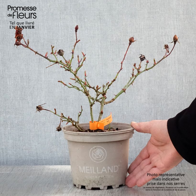 Rosa Street Colors Moulin Rouge Meitralight Vaso da 4L/5L esemplare consegnato in inverno